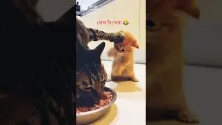 26 January 2026funny 😂and cute cat and funny cat video ranking best #funny #cat moments