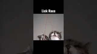 lick race