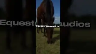 !Equestrian audios! Don&rsquo;t need to give creds ❤️❤️