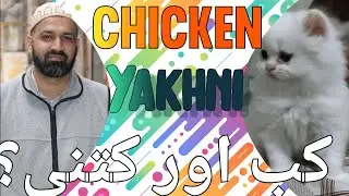Chicken Yakhni for Cat & Kittens | Age with Diet | Urine Issues | Spoon Quantity | My Kitten Planet