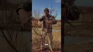 Этот прием обрезки поможет увеличить урожай фруктов!