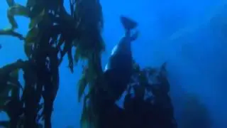 Caesius - Through The Blue