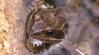 The Remarkable Breeding Cycle of the Wood Frog
