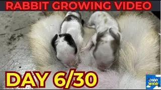 Day 6/30 -  little rabbit growing fast | Rabbit growth video