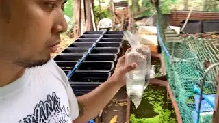 Unti unti ng DUMADAMI ang ating mga GUPPIES sa farm