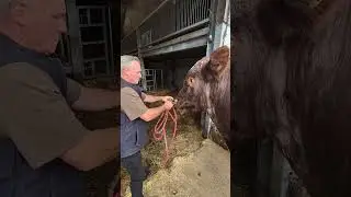 Sultan the Bull is home - Cannon Hall Farm