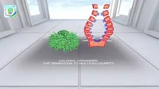 Colonial organisms the transition to multicellularity