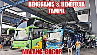 ADA UPGRADE TERBARU PO.HARYANTO? BENEFECIA MALANG CIAWI TAMPIL BERSAMA RENGGANIS GUNUNG HARTA