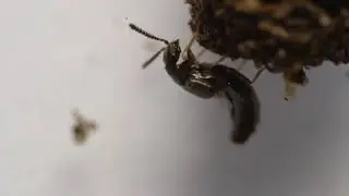 Rove beetle unfolding and folding wings