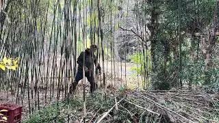🪴 Garden Work in Japan: Cutting and Splitting Felled Bamboo in the Bamboo Forest &ndash; Japan Garden