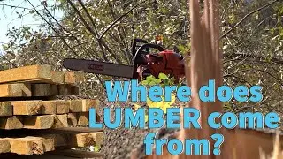 Where Does Lumber Come From | Frontier Sawmill