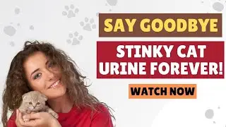 No More Stinky Cat Urine | The Permanent Solution to Smelly Cat Urine | FreshHomeTalk
