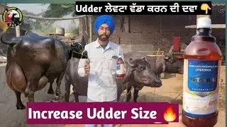 Increase Udder Size.. Levata (Havana) No 1 medicine to enlarge and increase milk Viteni H 98140-2...