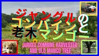ジャングルのコンバインと老木マンゴー　Jungle combine harvester and old mango tree