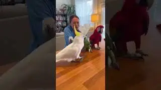 Они просто хотят танцевать