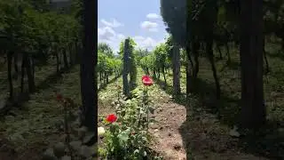 This Backyard Vineyard Looks Like a Fairytale! #BackyardVineyard  #HomegrownGrapes #DreamGarden