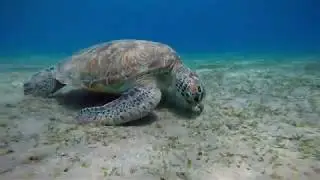 Red SeaTurtles close encounter - Wild Marine Life HD