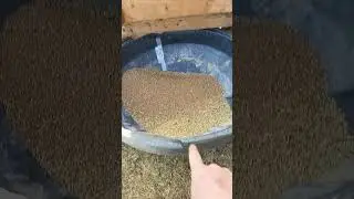 Cleaning Seed Wheat With The Old Viking Duplex