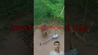 Innovative bird trap #birdtraps  #innovativebirdtrap  #diybirdtrap  #birdtrapdesign