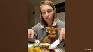 The Most Beautiful Loyal & Real Love Cats Show To Thier Owners - Compilation of 2023▶️1