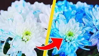 9 GENIALE BLUMEN HACKS, DIE EINFACH HIMMLISCH SIND