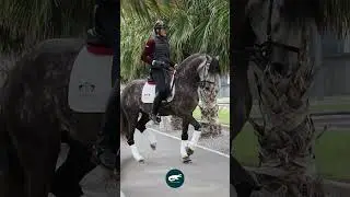 Lusitano Horse 🇵🇹🐎. The Pride of Portugal&rsquo;s Past and Present