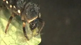 Lady beetle larva eats aphid