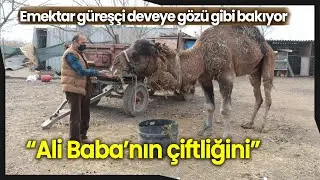 Emekli Çiftçi Veysel Efe “Ali Baba’nın Çiftliğini” Balıkesir’de Kurdu