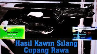 Hasil Akhir Kawin Silang Cupang Rawa x Plakat White Platinum & Plakat Soft Gold x Cupang Rawa