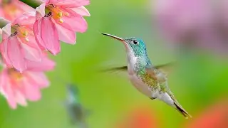 Meet the Hummingbird!  Fun Facts for Kids