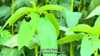 🌿 Jute Cultivation & Care | Complete Guide to Growing the &lsquo;Golden Fibre&rsquo; 🌾