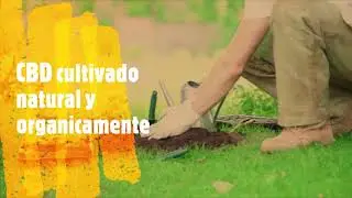 Koi CBD Mexico cultivo