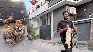Sabtain Se Rabbits Le K Bhaag Aya Main😍New Murgiyan Bhi Le li🥳