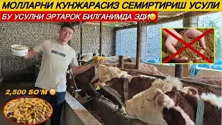 3 ОЙДА КУНЖАРАСИЗ БУҚА ТАЁР БЎЛАДИ? ҚАССОБЛАР ТАЛАШАДИ СИЗ БОҚГАН БУҚАНИ!