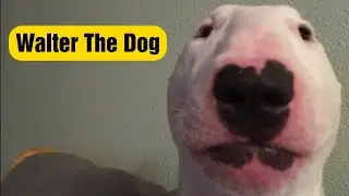 Walter the dog