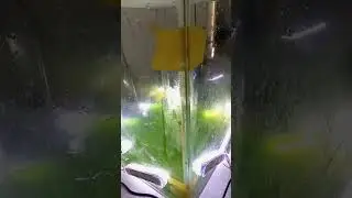 Algae growth reactor design in BG11 media