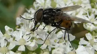 Muscid Flies - Graphomya maculata - H&uacute;sflugur - Skord&yacute;r - Flugur - Skord&yacute;ral&iacute;f