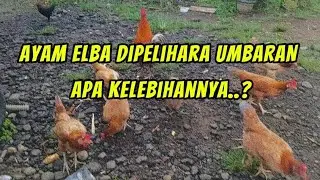 KELEBIHAN PELIHARA AYAM ELBA UMBARA