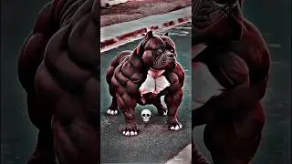 PITBULL DOG TRANSFORMATION ☠️