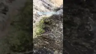 Rotuma 12/20