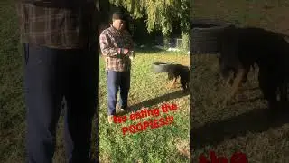 DOES YOUR DOG EAT POOP?? QUICK TIP TO STOP!!! 🚫 #poop#quicktips#dogs#rottweiler#bestdogs