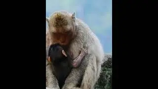 Mareil's Is So Cute Baby MOnkey 82