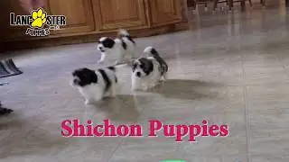 Shichon Puppies