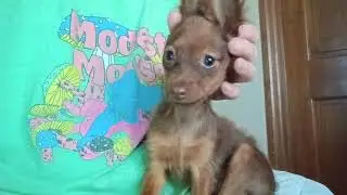 Mars the Russian Toy puppy with his #bigears