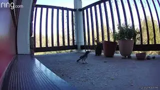 Blue Jay flying away with peanut