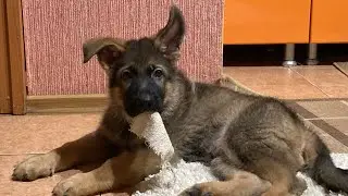 Первая прогулка на поводке. The first walk.