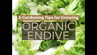 How to Grow Organic Endive