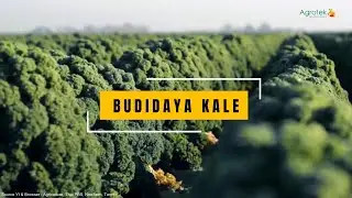 AGROTEK | BUDIDAYA SAYUR KALE