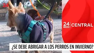 &iquest;Se debe abrigar a los perros en invierno? | 24 Horas TVN Chile