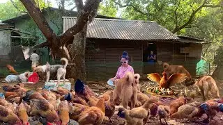 Corn Harvesting Feeding Chickens in the Forest 57 | Raising Free-Range Chickens #chickenfarming